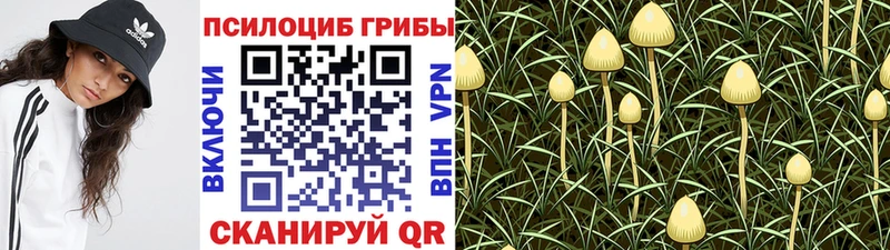 shop формула KRAKEN рабочий сайт Махачкала купить закладку Псилоцибиновые грибы Psilocybine cubensis